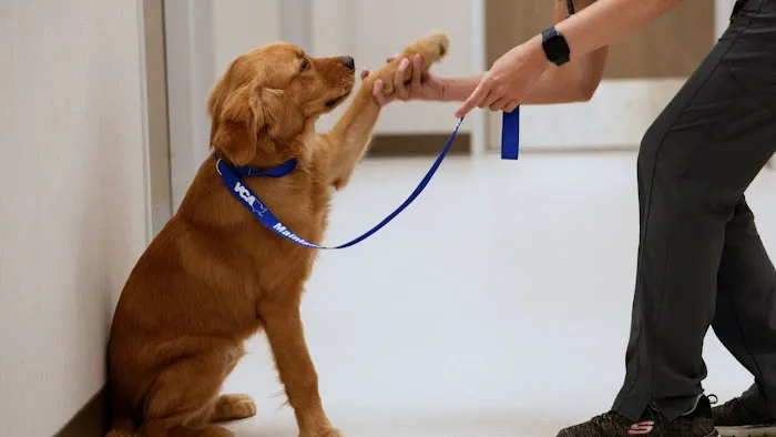VCA Mainland Animal Hospital Picture 1
