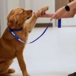 VCA Mainland Animal Hospital