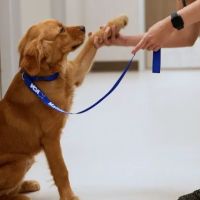 VCA Mainland Animal Hospital ico