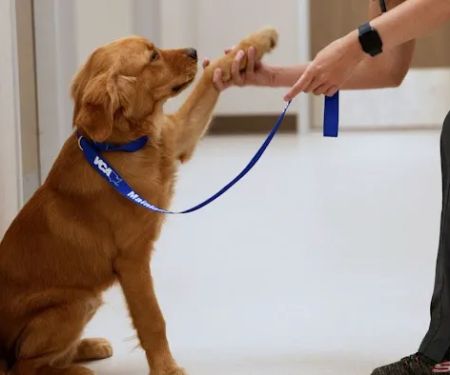 VCA Mainland Animal Hospital