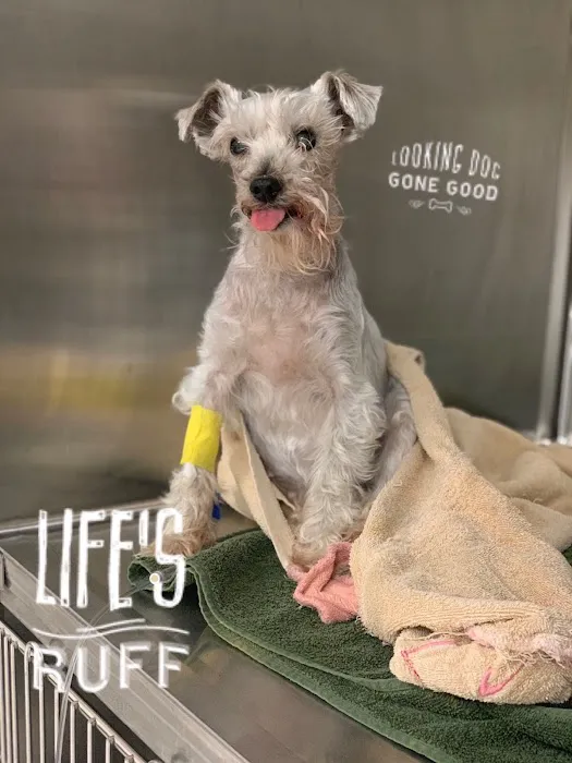 VCA Mainland Animal Hospital Picture 6