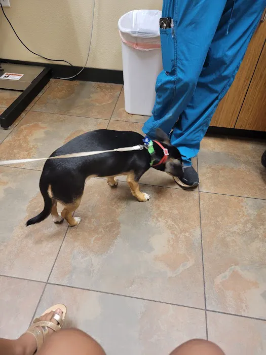 Animal Alliance of Galveston County Picture 1