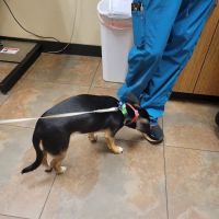Animal Alliance of Galveston County ico