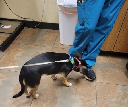 Animal Alliance of Galveston County