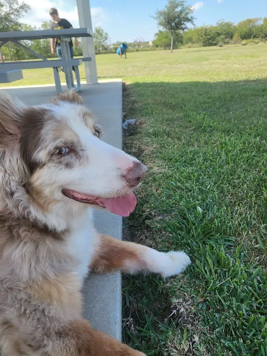 Animal Alliance of Galveston County Picture 4