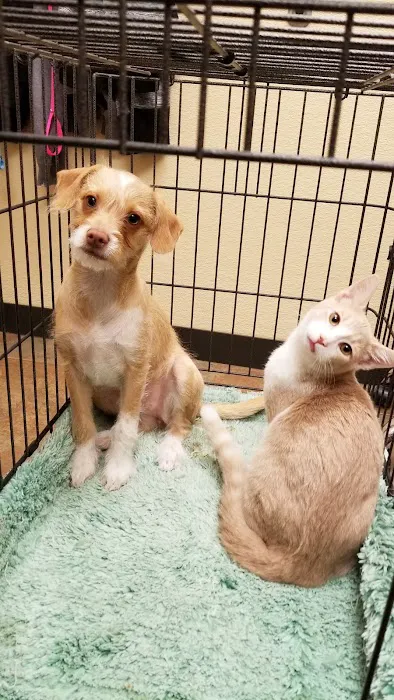 Animal Alliance of Galveston County Picture 8