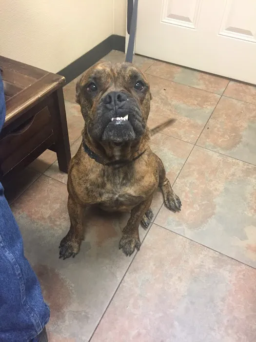 Animal Alliance of Galveston County Picture 10