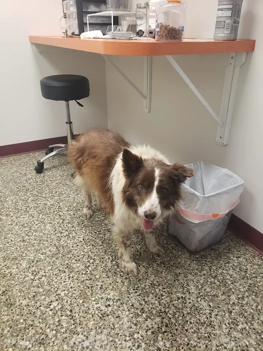 Neighborhood Veterinary Centers - La Marque Picture 1