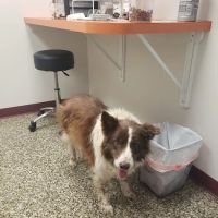 Neighborhood Veterinary Centers - La Marque ico