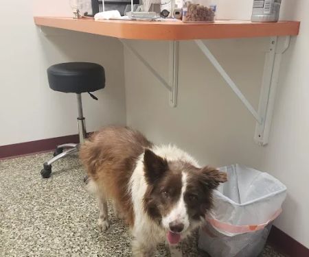 Neighborhood Veterinary Centers - La Marque