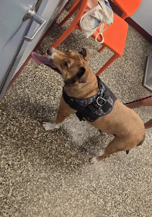 Neighborhood Veterinary Centers - La Marque Picture 2