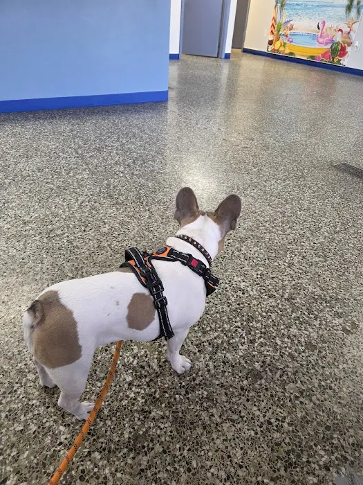 Neighborhood Veterinary Centers - La Marque Picture 6