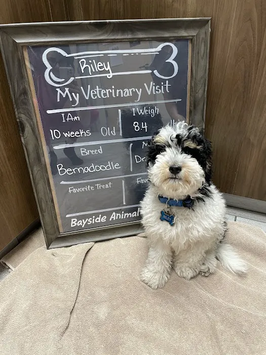 Bayside Animal Hospital Picture 1