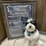 Bayside Animal Hospital