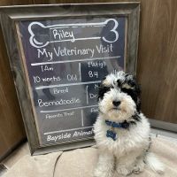 Bayside Animal Hospital ico
