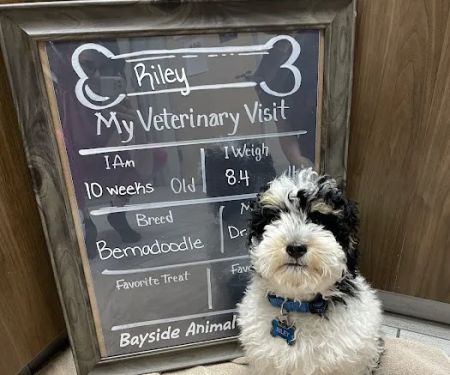 Bayside Animal Hospital
