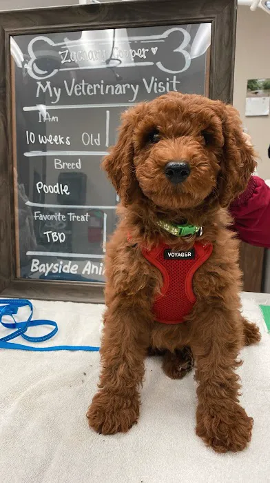 Bayside Animal Hospital Picture 9