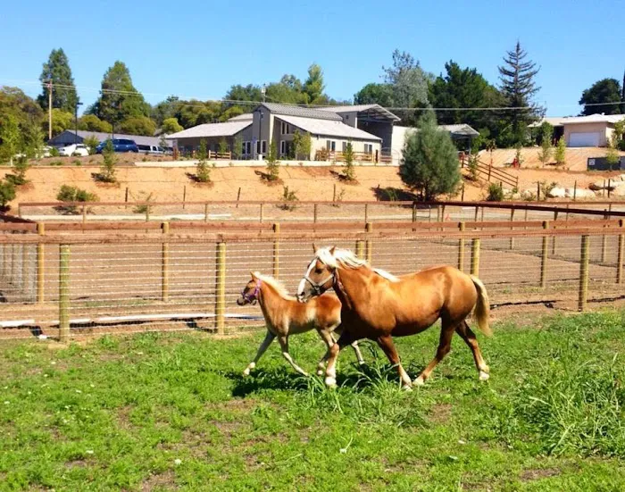 Loomis Basin Equine Medical Center Picture 4