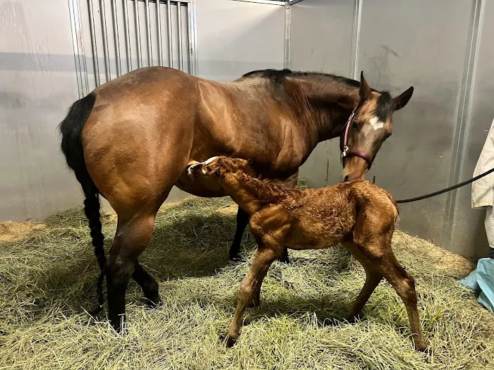 Loomis Basin Equine Medical Center Picture 8