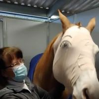 Loomis Basin Equine Medical: Stolba Diana DVM ico