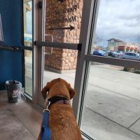 Allure Veterinary Partners ico
