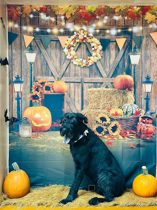 Allure Veterinary Partners Picture 2