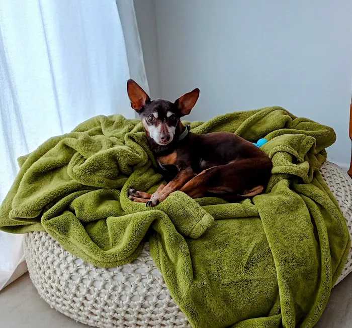 Allure Veterinary Partners Picture 7