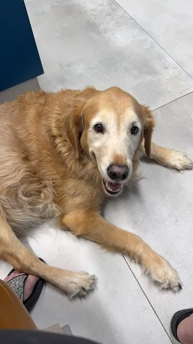 Allure Veterinary Partners Picture 3