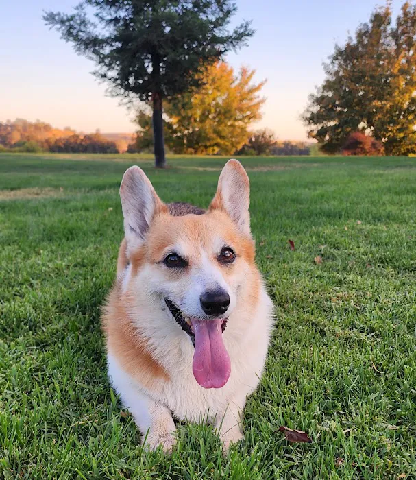 Allure Veterinary Partners Picture 9