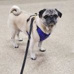 Banfield Pet Hospital