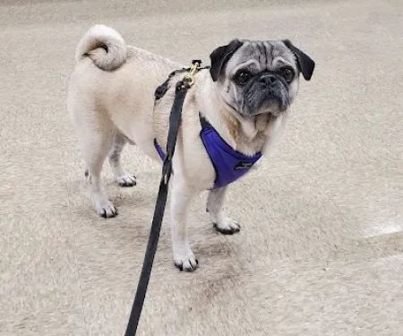 Banfield Pet Hospital