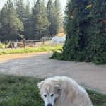 Green Valley Animal Hospital