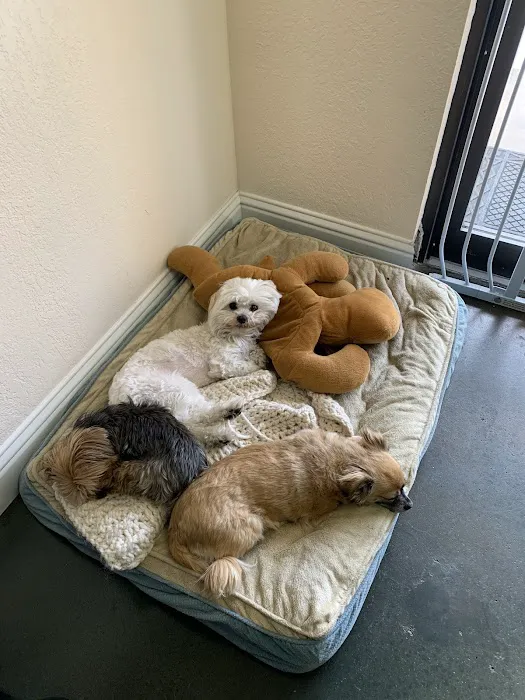 El Dorado Hills Pet Clinic Picture 9