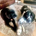 Veterinary Healing Center of El Dorado Hills