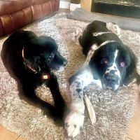 Veterinary Healing Center of El Dorado Hills ico