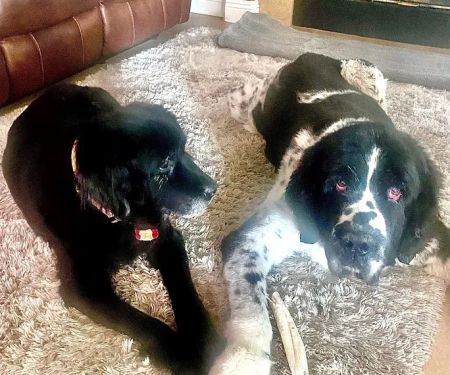 Veterinary Healing Center of El Dorado Hills