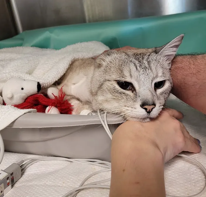 Centerville Animal Hospital Picture 3
