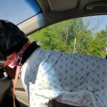 Centerville Animal Hospital