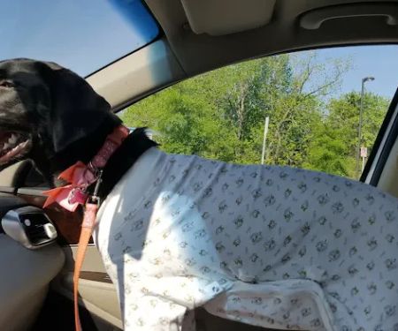 Centerville Animal Hospital