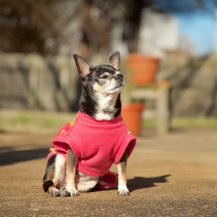 Centerville Animal Hospital Picture 6