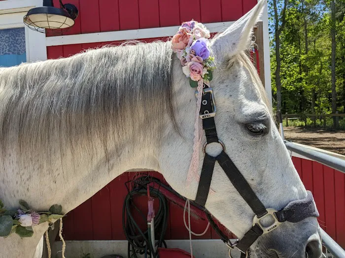 Coastal Equine Veterinary Services Picture 1
