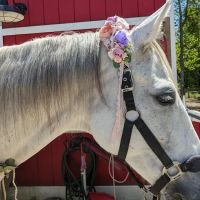 Coastal Equine Veterinary Services ico