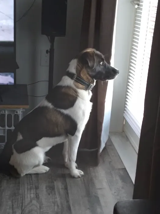 Cypress Creek Veterinary Hospital Picture 1