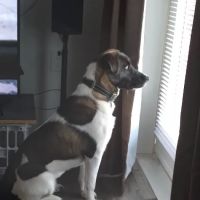 Cypress Creek Veterinary Hospital ico