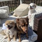 Smithfield Animal Hospital