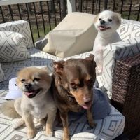 Smithfield Animal Hospital ico