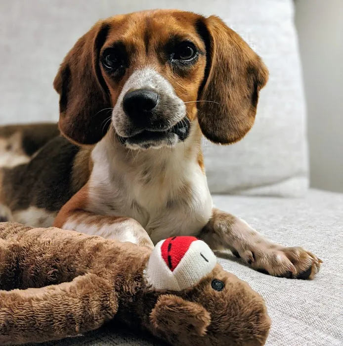 Academy Animal Care Picture 1