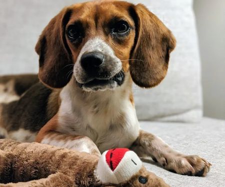 Academy Animal Care
