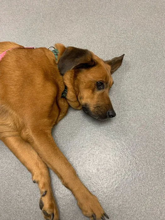 Academy Animal Care Picture 2