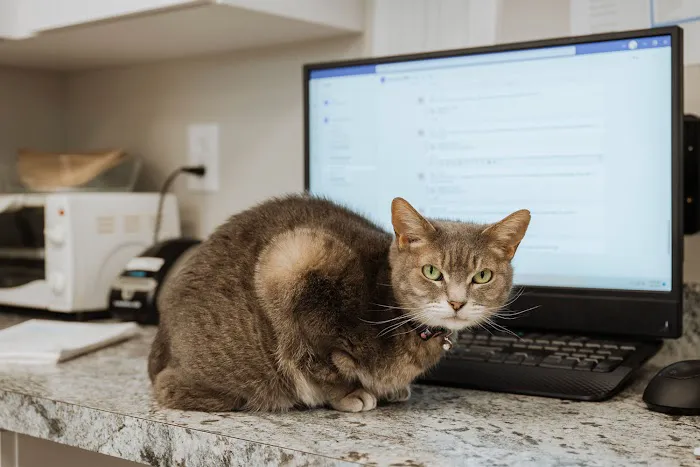 Academy Animal Care Picture 8